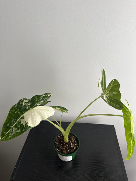 4" Variegated Alocasia 'Frydek' (a)