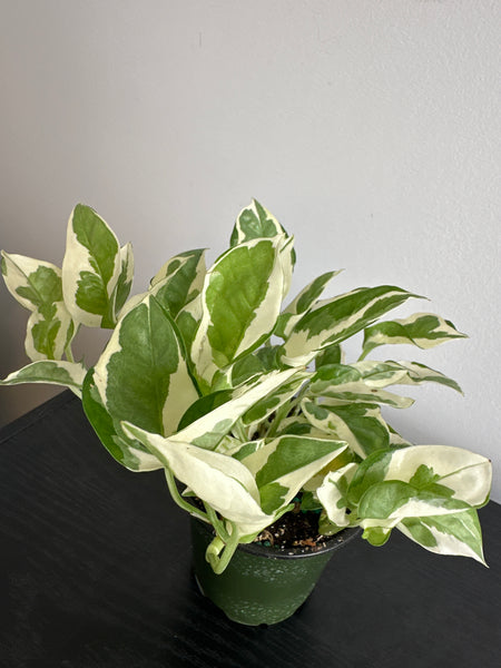 Pearls and Jade Pothos (f)