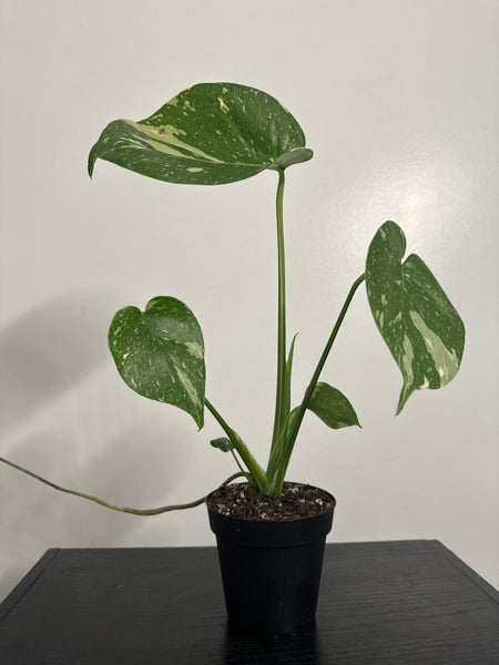 4" Monstera Thai Constellation' (c)
