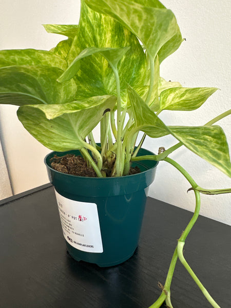 Pothos Neon Queen (b)