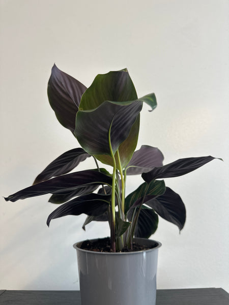 Calathea Beauty Star