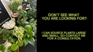 Plants in pots with a text overlay on a black background