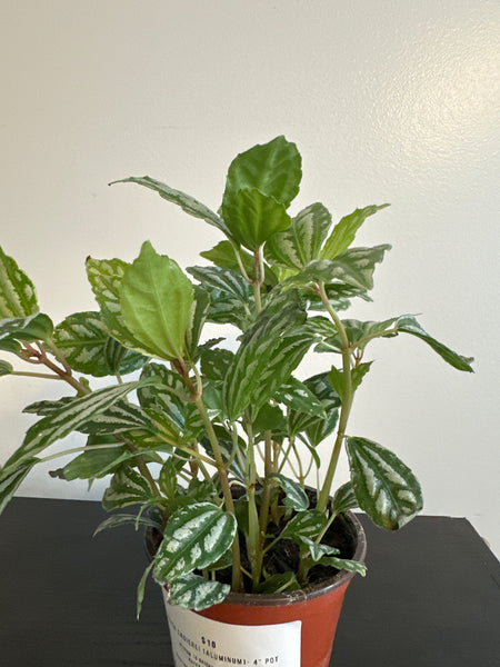 Pilea Cardieri (Aluminum) Plant