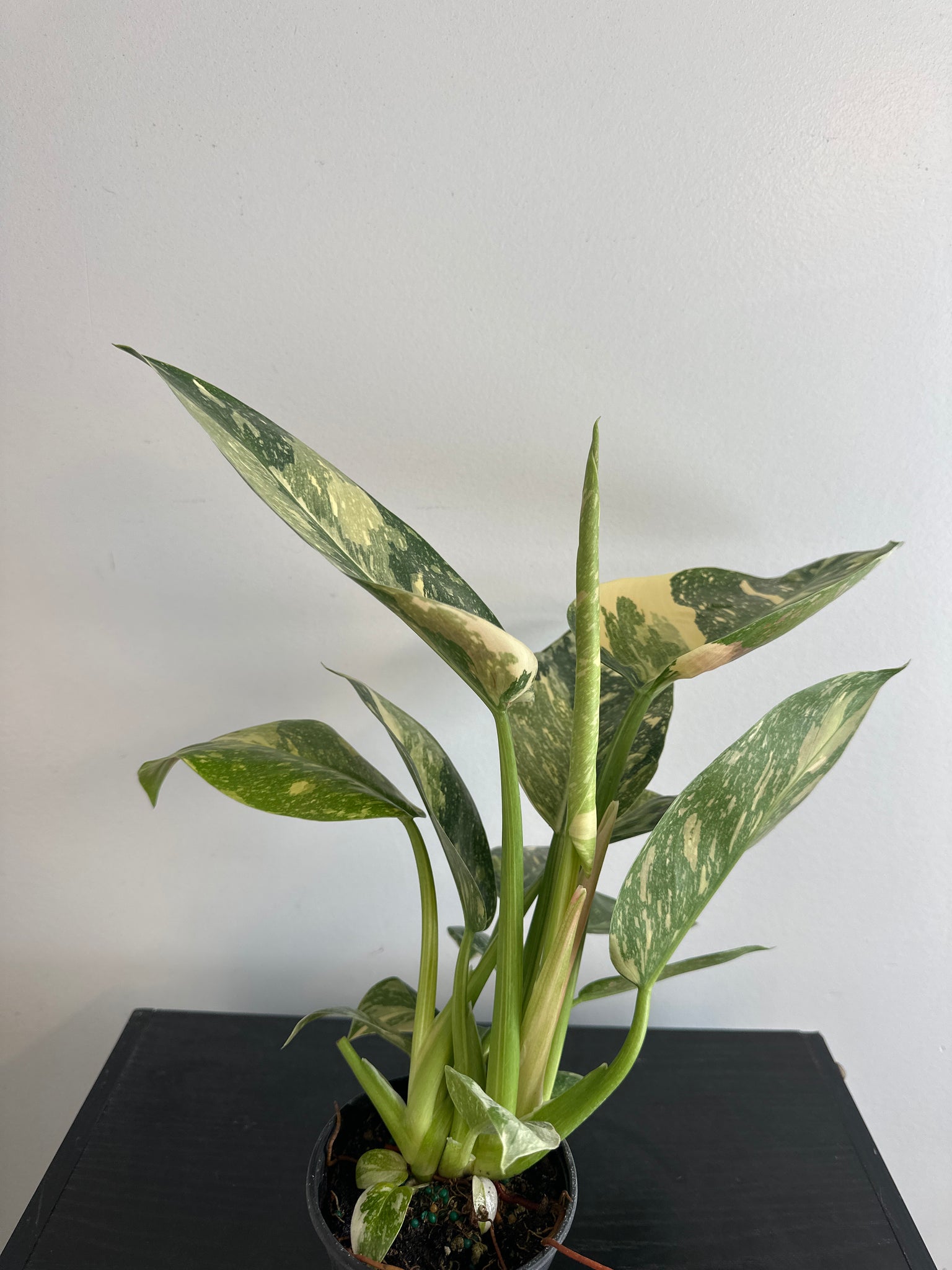 Variegated Philodendron Green Congo (c)
