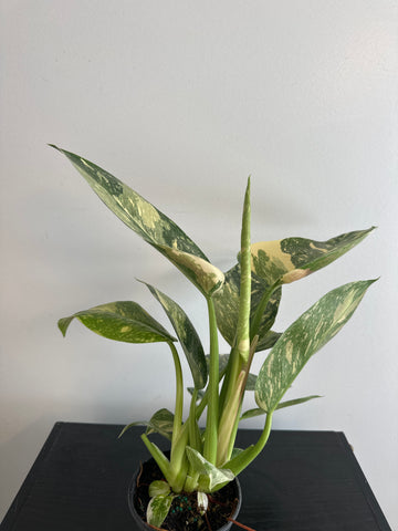 Variegated Philodendron Green Congo (c)