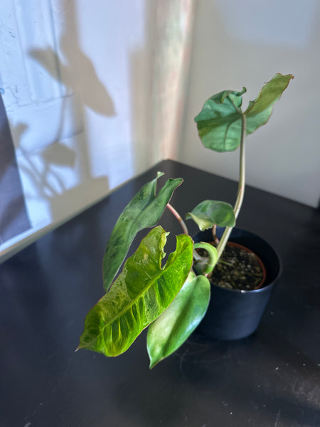 4" Philodendron ‘Paraiso Verde’ (a)