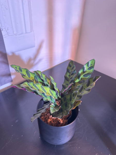 4" Calathea Lancifolia 'Rattlesnake' (c)