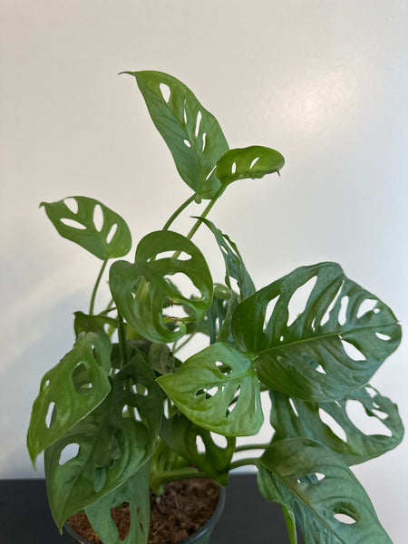 6” Monstera Adansonii (b)