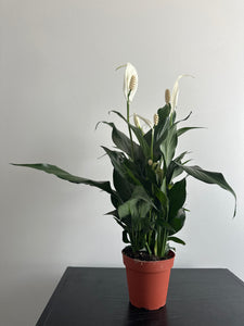 Peace Lily (c)