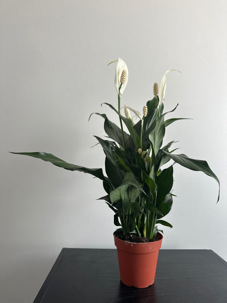 Peace Lily (c)