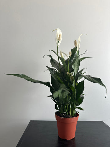 Peace Lily (c)