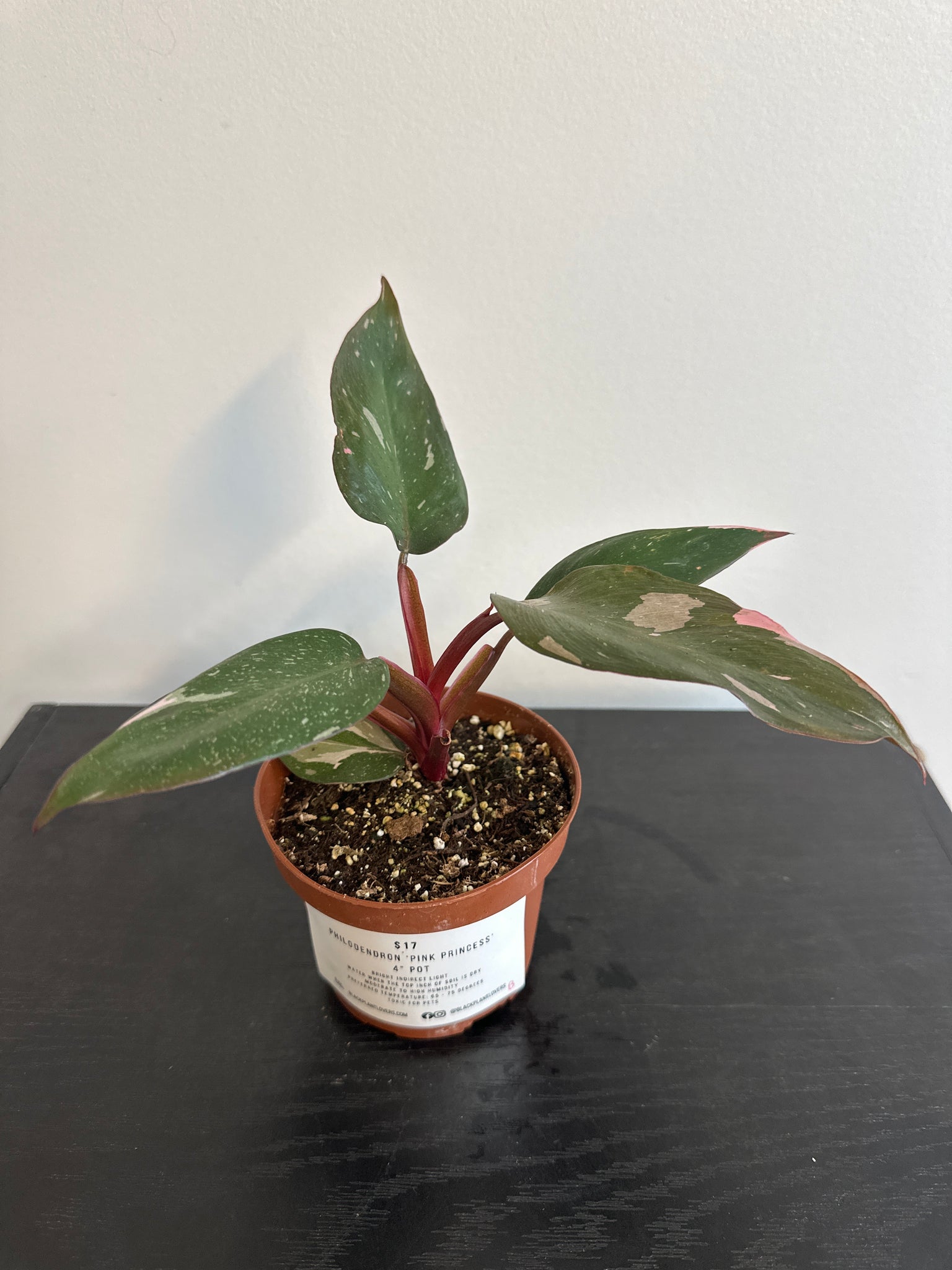 4" Philodendron 'Pink Princess' (b)