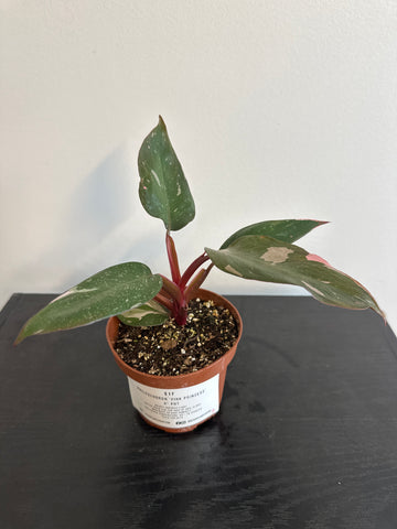 4" Philodendron 'Pink Princess' (b)