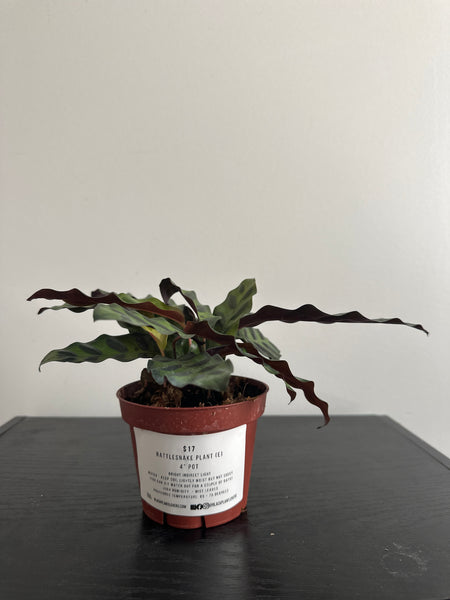 4" Calathea Lancifolia 'Rattlesnake' (e)