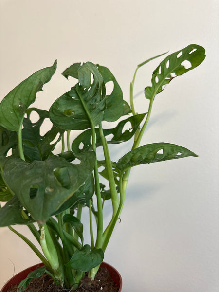 6” Monstera Adansonii (a)