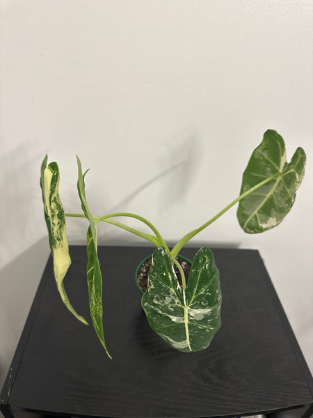 4" Variegated Alocasia 'Frydek' (e)