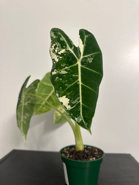 4" Variegated Alocasia 'Frydek' (e)