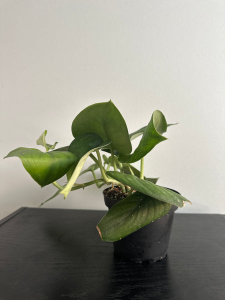 4" Scindapsus 'Jade Satin' (c)