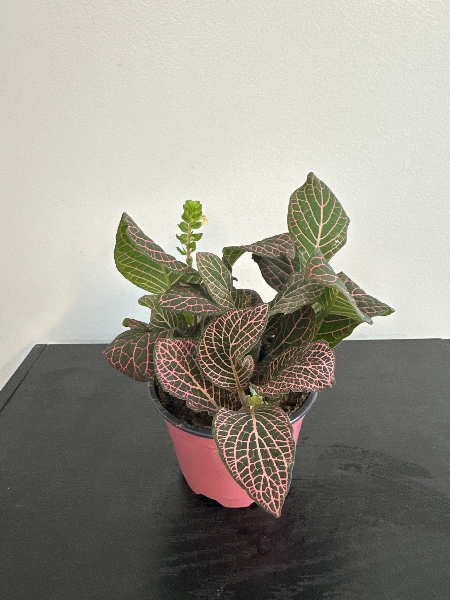 Fittonia Nerve Plant (a)