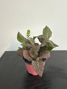 Fittonia Nerve Plant (a)