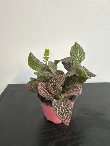 Fittonia Nerve Plant (a)