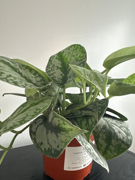 6 inch Satin Pothos “Scindapsus Pictus”