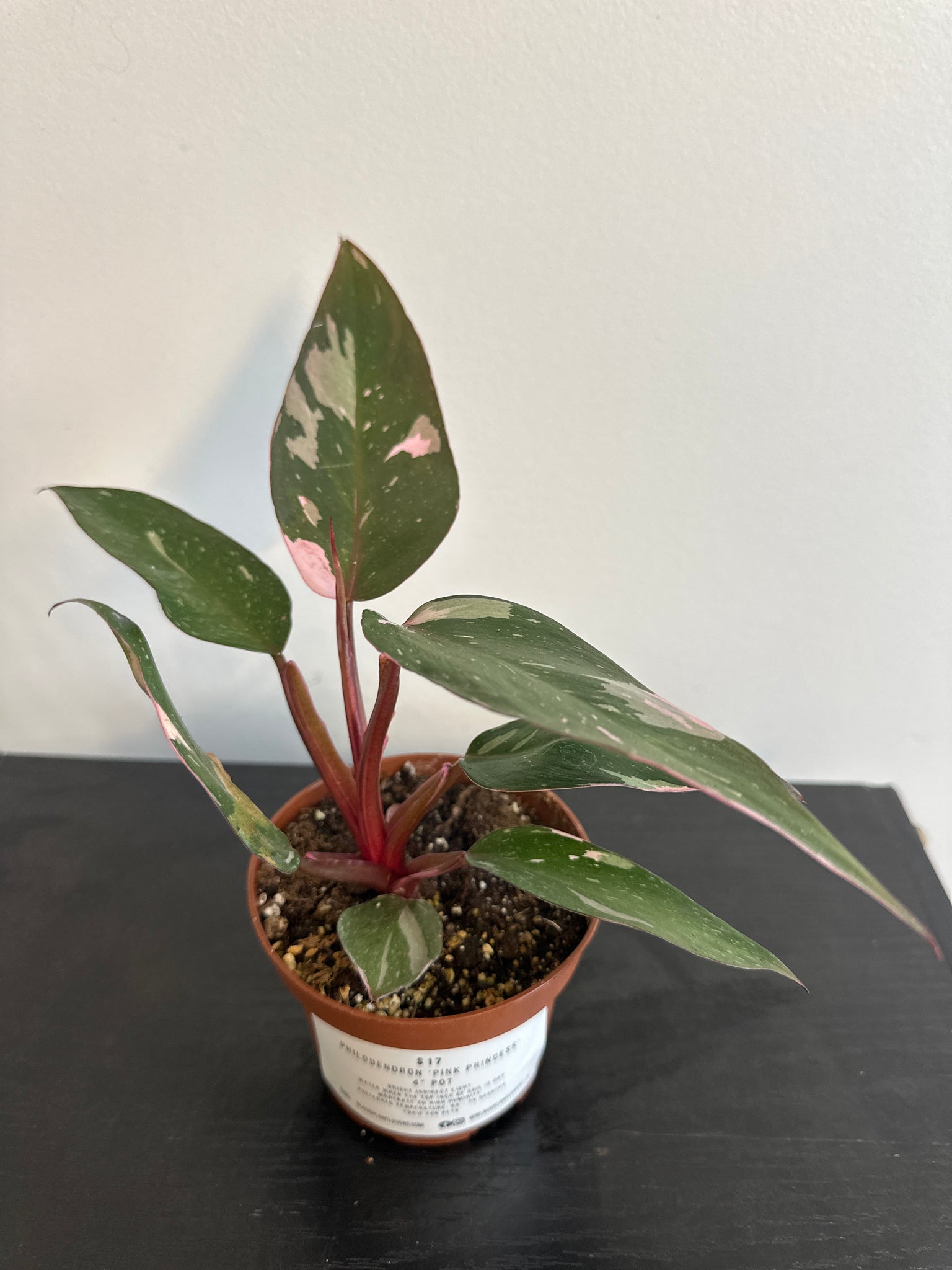 4" Philodendron 'Pink Princess' (a)