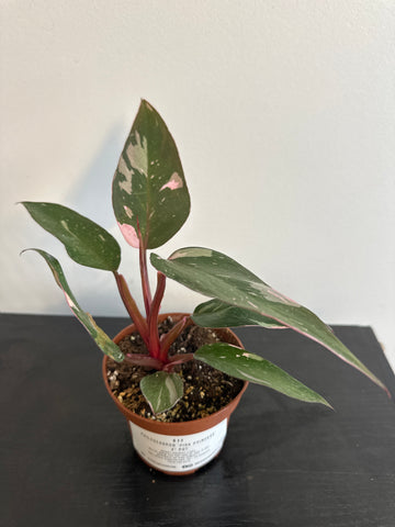 4" Philodendron 'Pink Princess' (a)