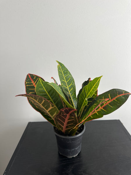 Croton Petra
