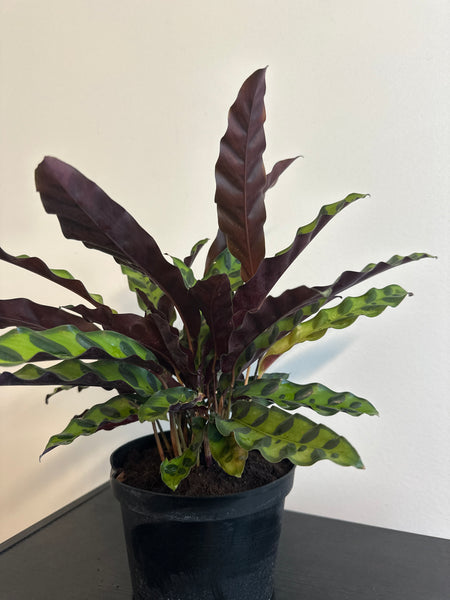 6" Calathea Lancifolia 'Rattlesnake'