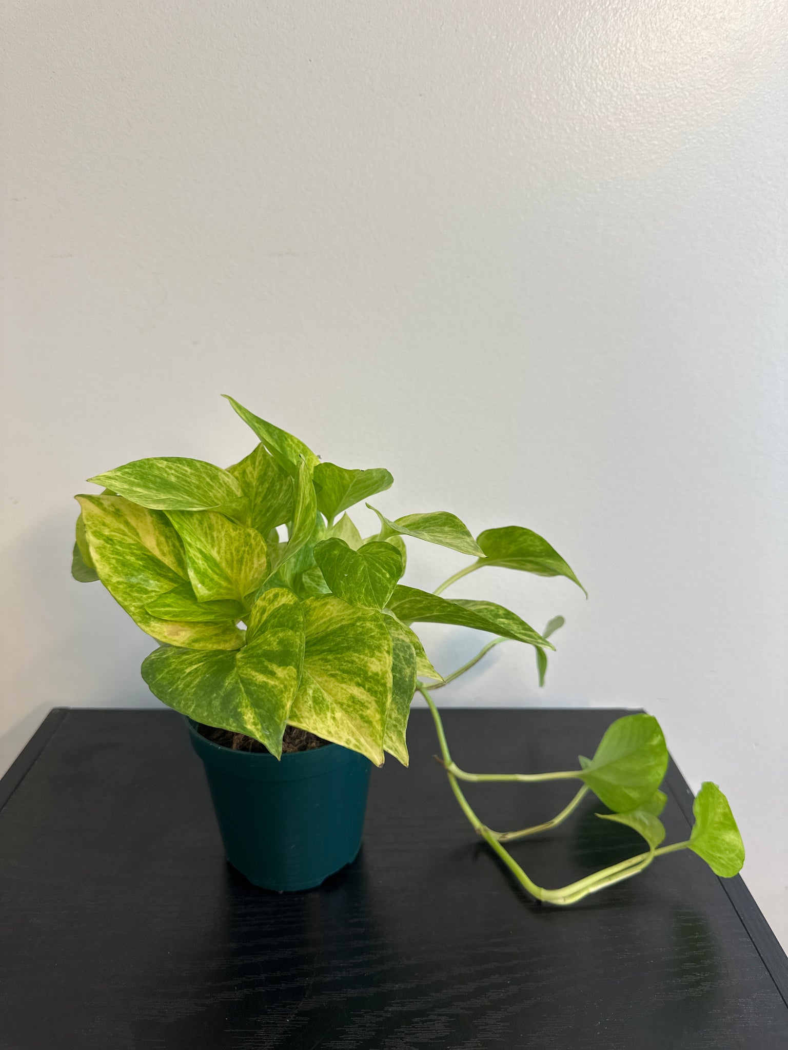Pothos Neon Queen (b)