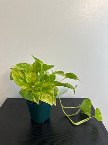 Pothos Neon Queen (b)