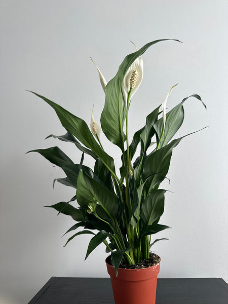 Peace Lily (a)