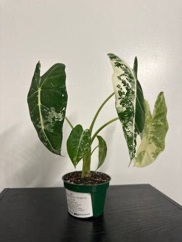 4" Variegated Alocasia 'Frydek' (c)