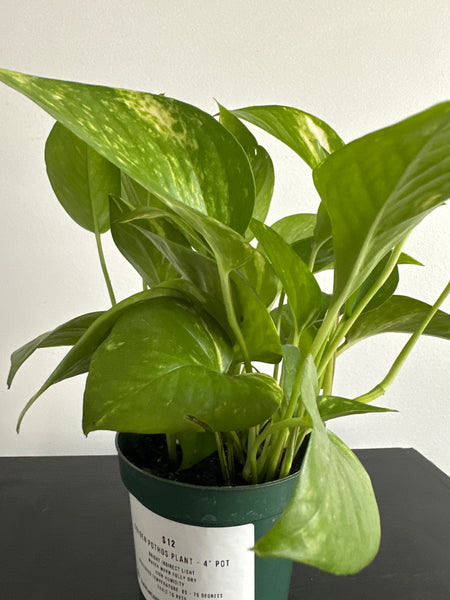 Golden Pothos