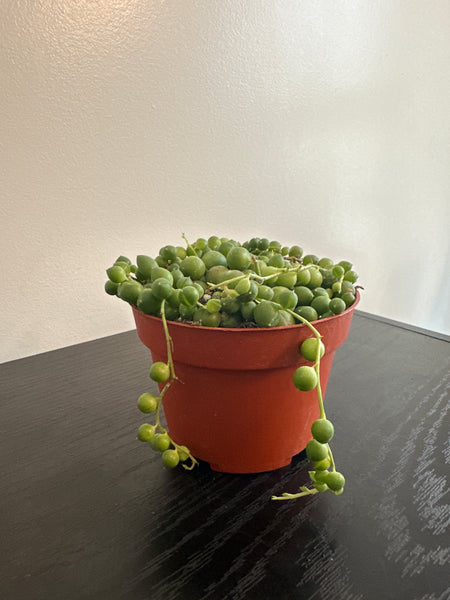 String of Pearls (b)