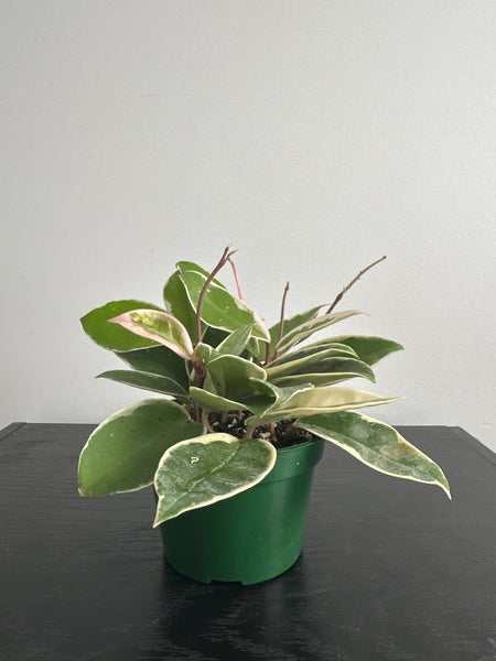 4" Hoya 'Krimson Queen' (c)