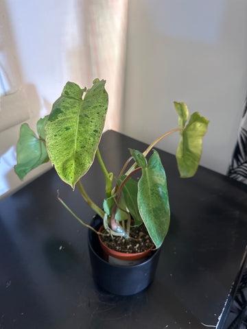 4" Philodendron ‘Paraiso Verde’ (b)