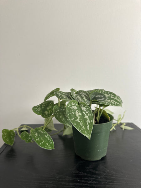Scindapsus Pictus {Satin Pothos} (b)