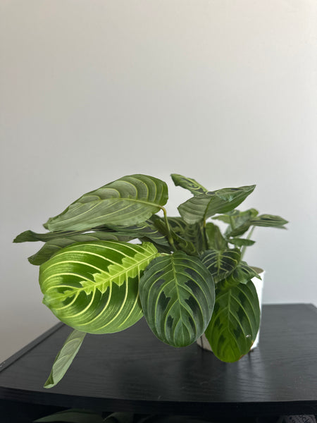Lemon Lime Maranta Plant (c)