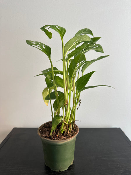Monstera Adansonii Narrow Form