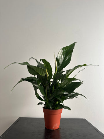 Peace Lily (b)