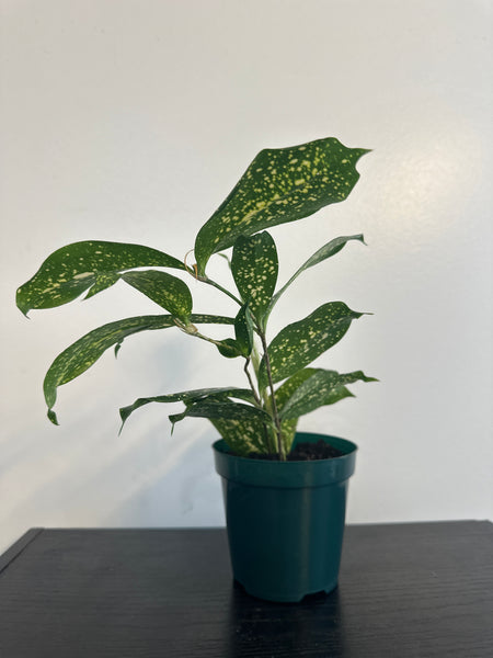 4" Dracaena Florida Beauty(a)