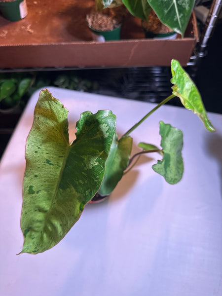 4" Philodendron ‘Paraiso Verde’ (a)