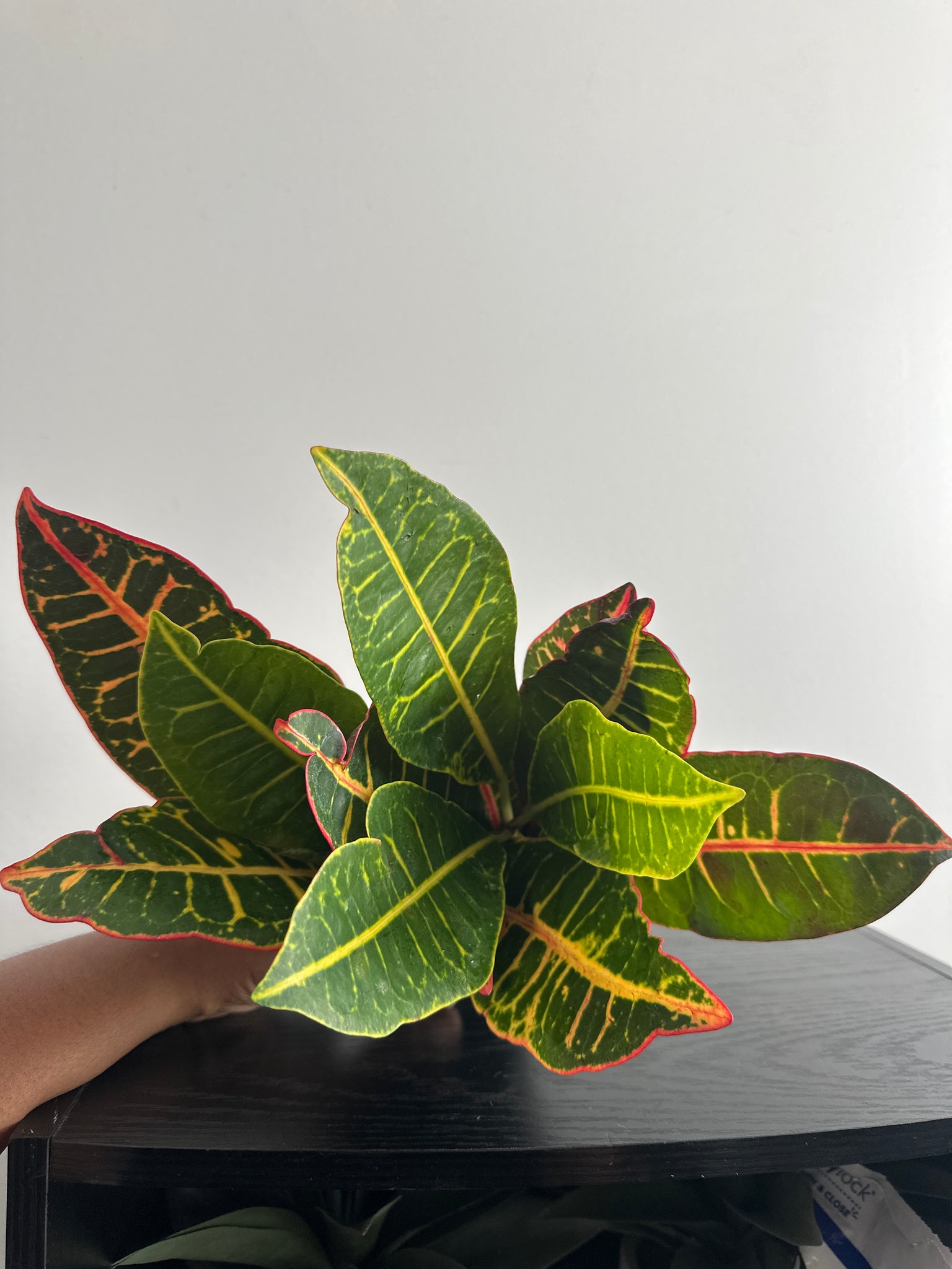 Croton Petra