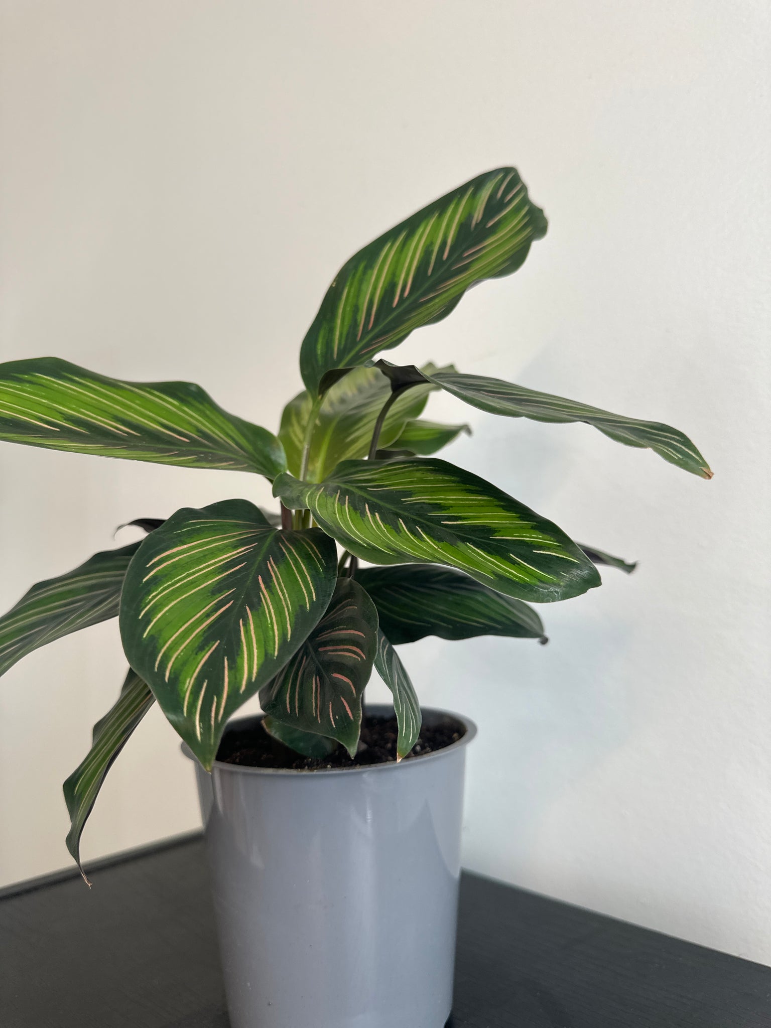 Calathea Beauty Star