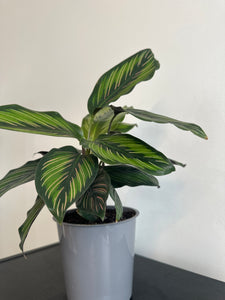 Calathea Beauty Star