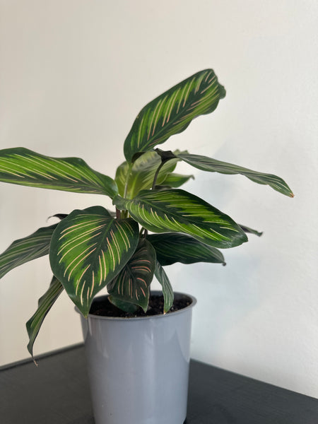 Calathea Beauty Star