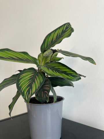 Calathea Beauty Star