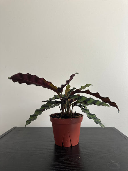 4" Calathea Lancifolia 'Rattlesnake' (d)